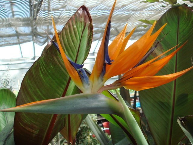 Strelitzia regina fleur